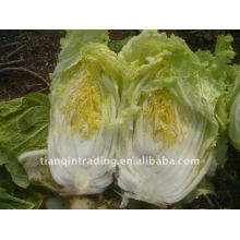 Chinese long cabbage